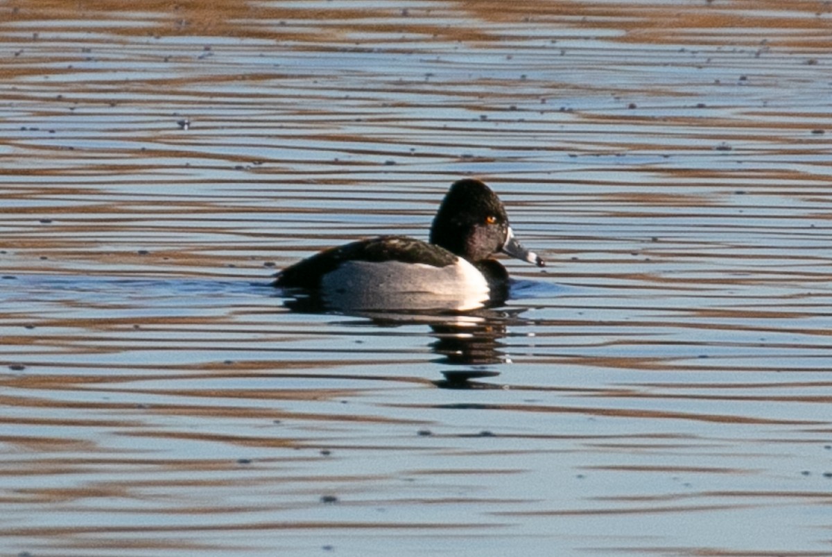 Ring-necked Duck - ML300317821