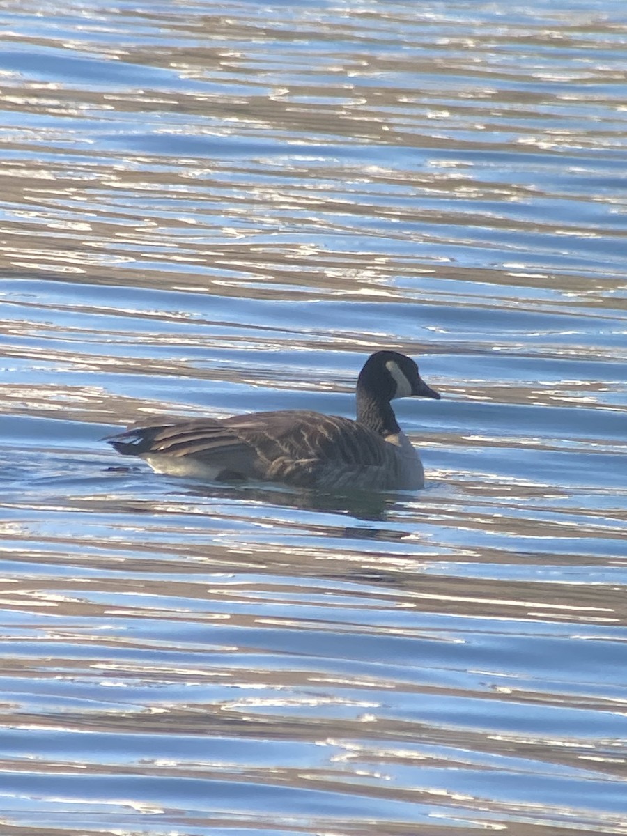 Canada Goose - ML300319191