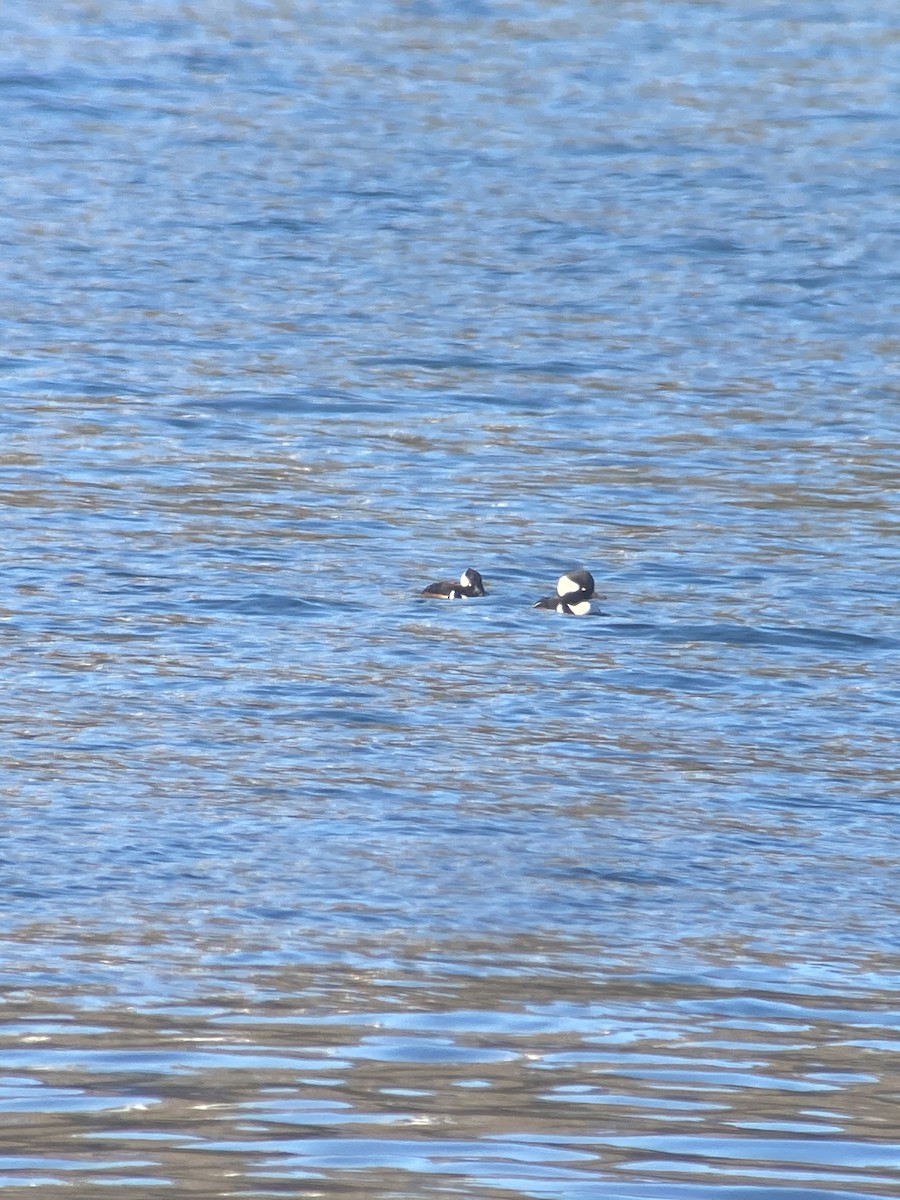 Hooded Merganser - ML300319331