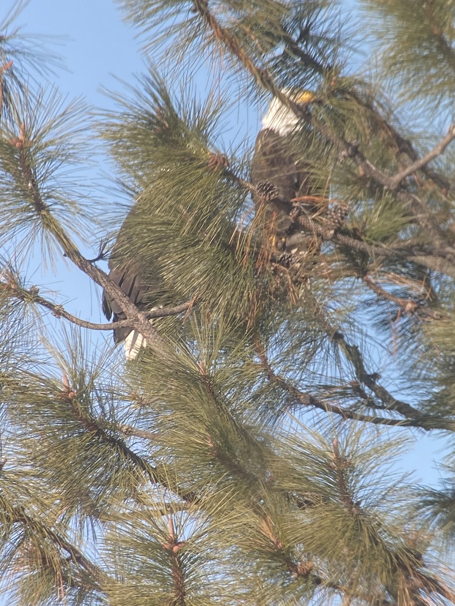 Bald Eagle - ML300319631