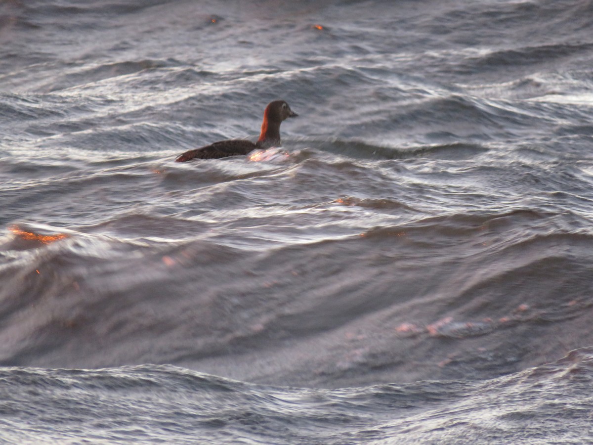 King Eider - Tom Preston