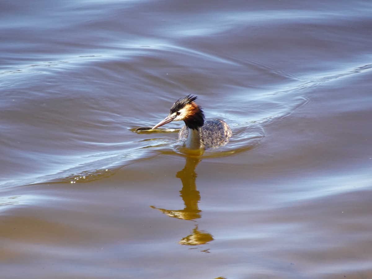 Great Crested Grebe - ML300324791
