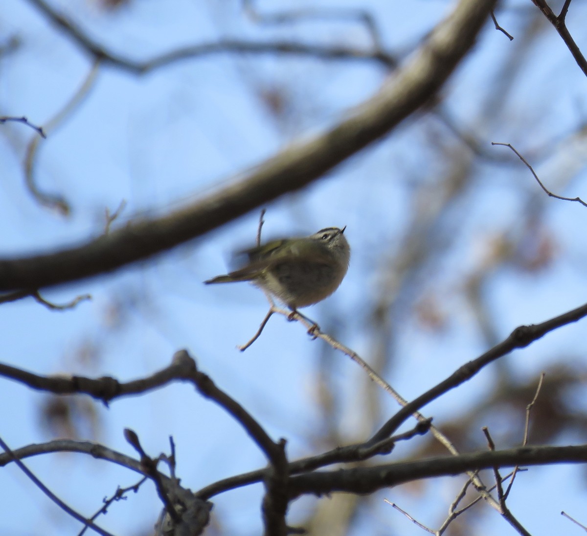 Golden-crowned Kinglet - Ann Tanner