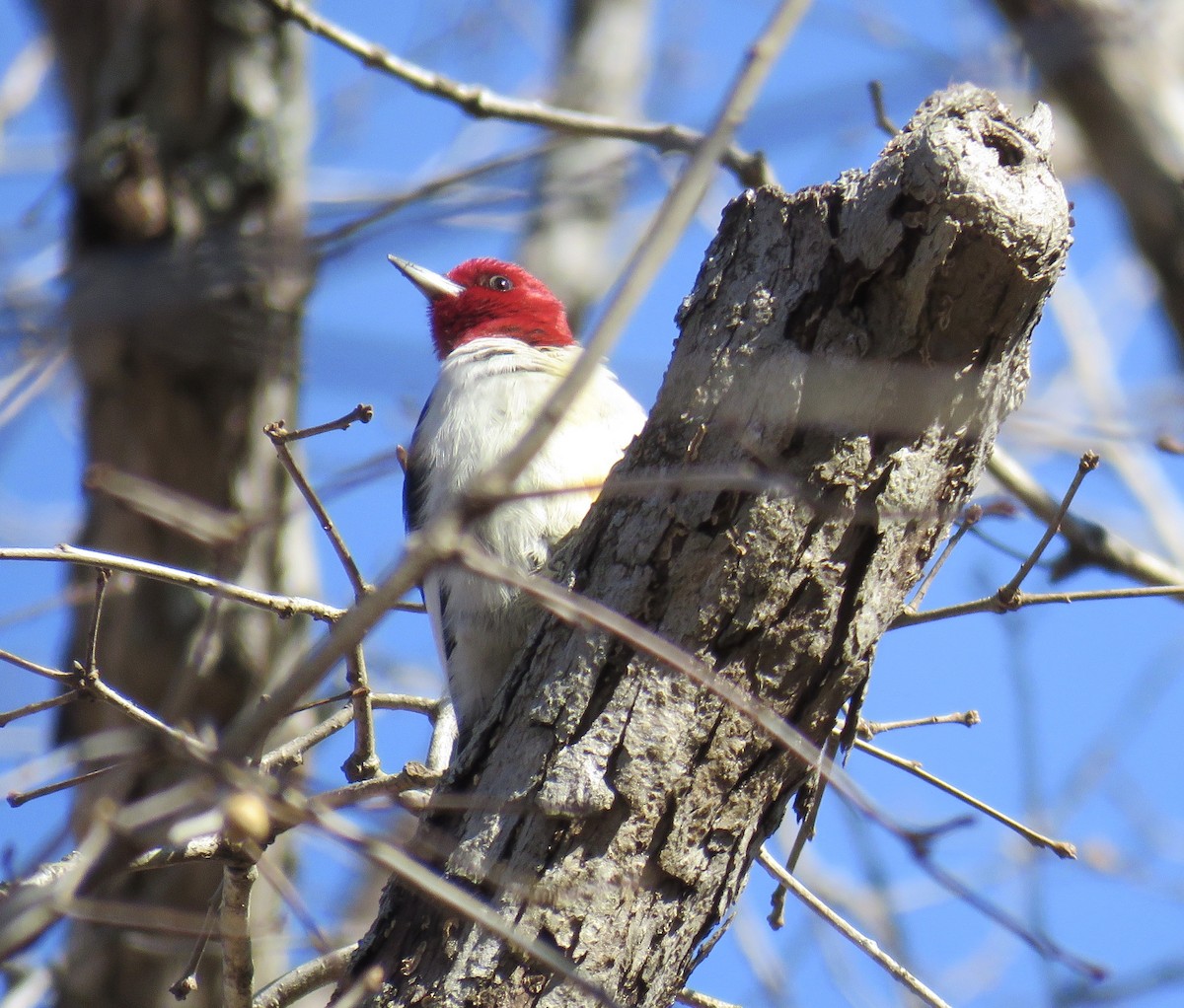 Red-bellied Woodpecker - ML300327181