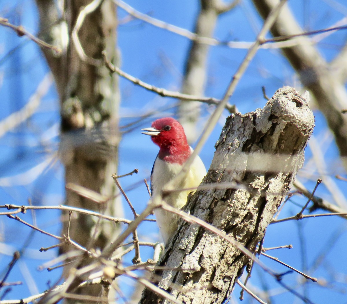 Red-bellied Woodpecker - ML300327191