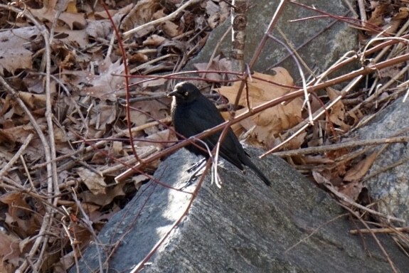 Rusty Blackbird - ML300329171