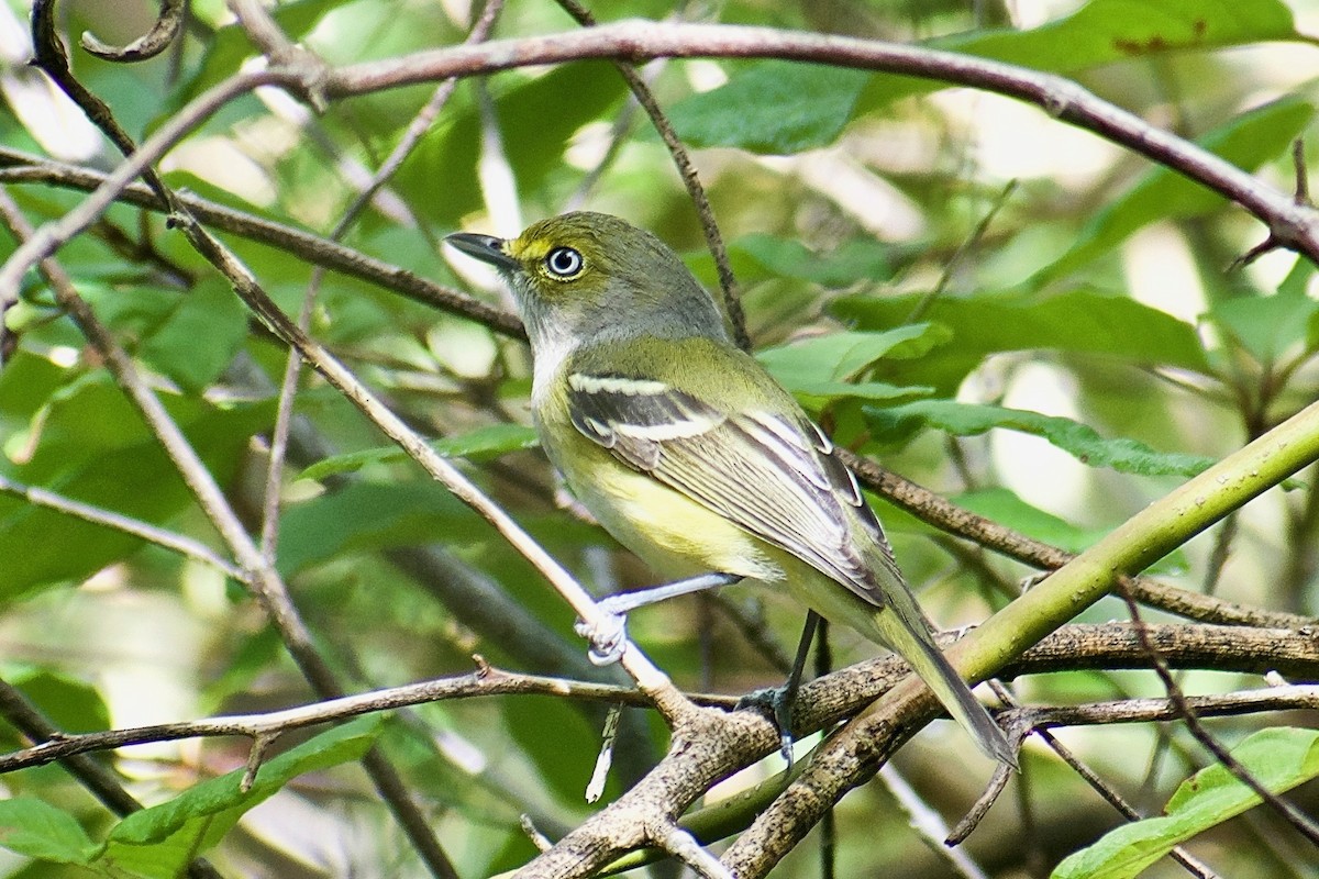 Weißaugenvireo [griseus-Gruppe] - ML300330291