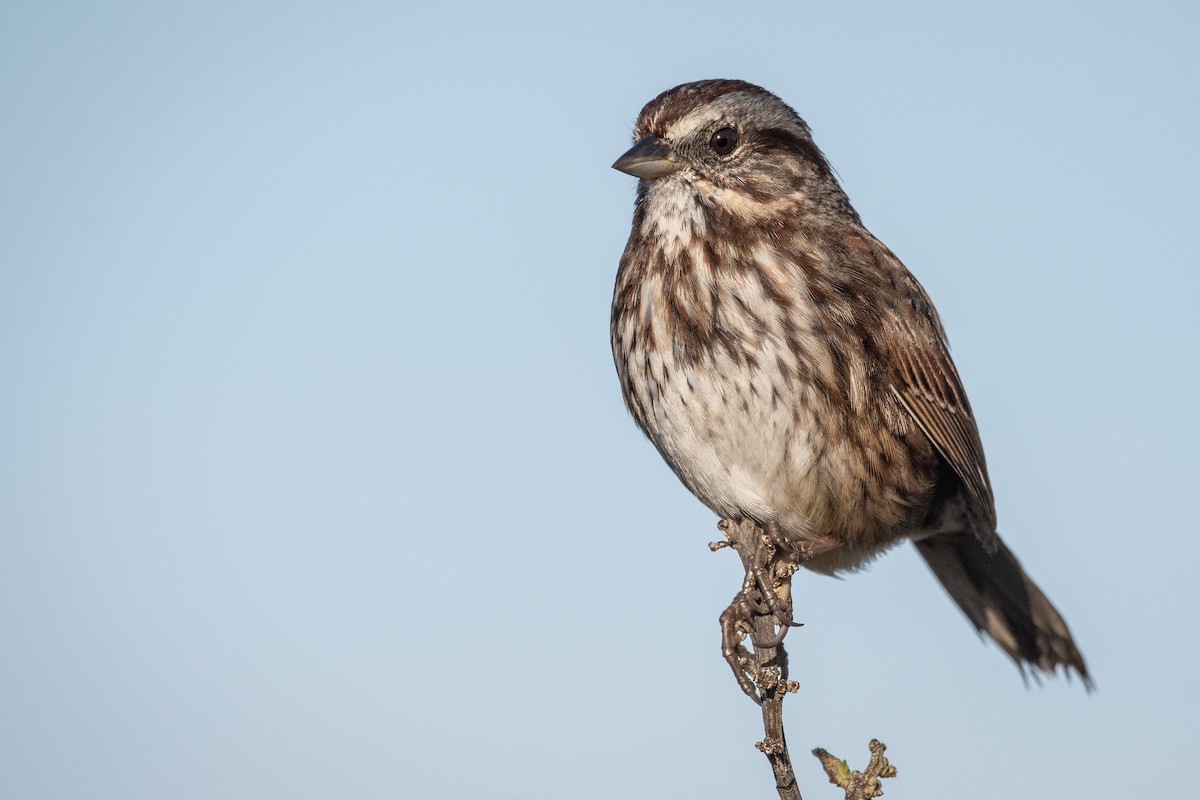 Song Sparrow - ML300331511