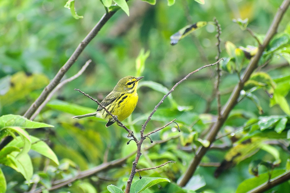 Prairie Warbler - Roberto Jovel