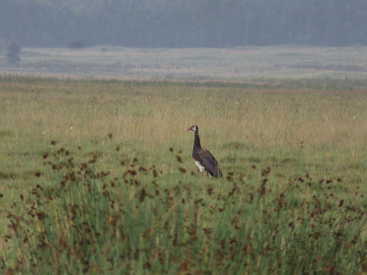 Spur-winged Goose - ML30033331