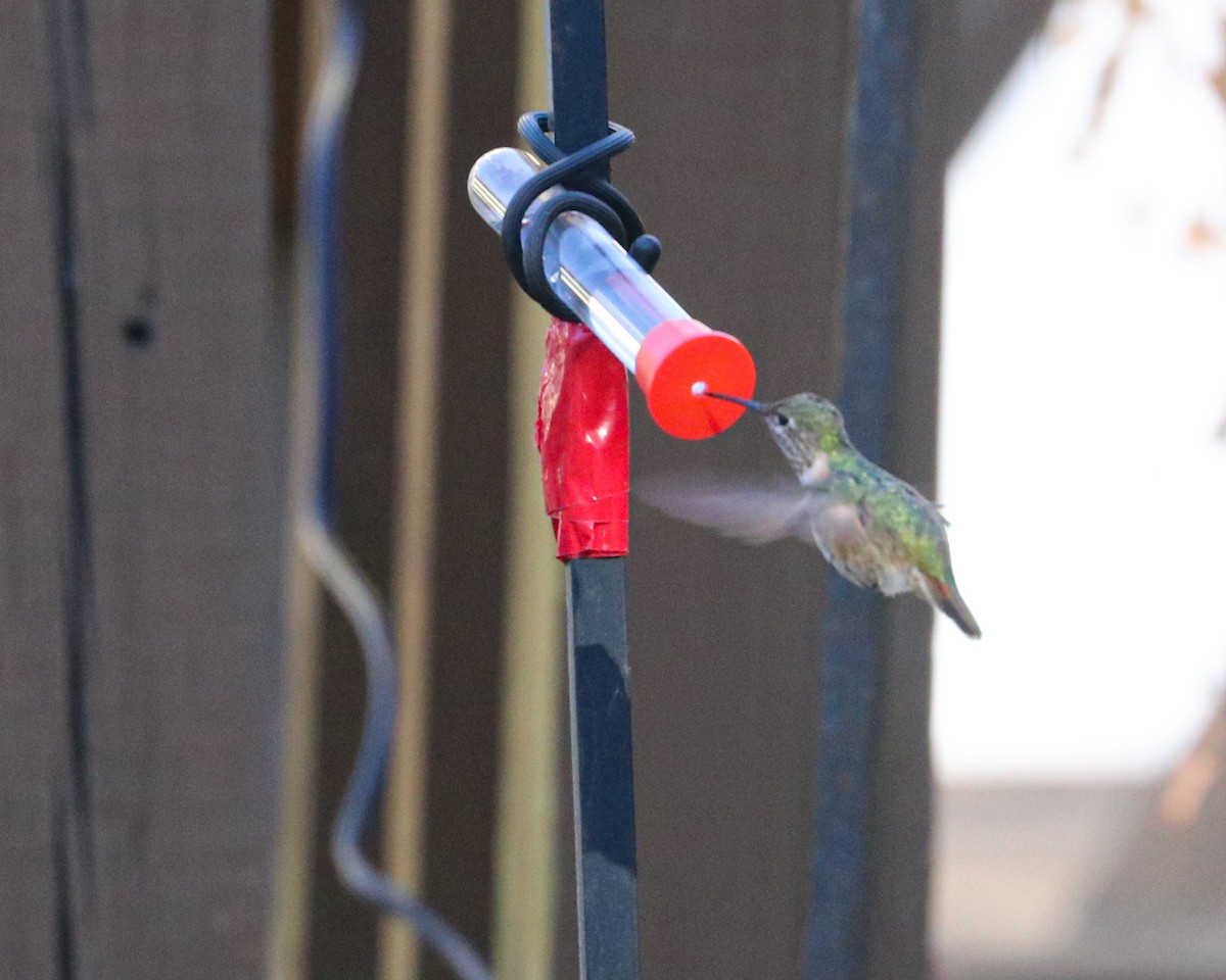 Calliope Hummingbird - ML300334181