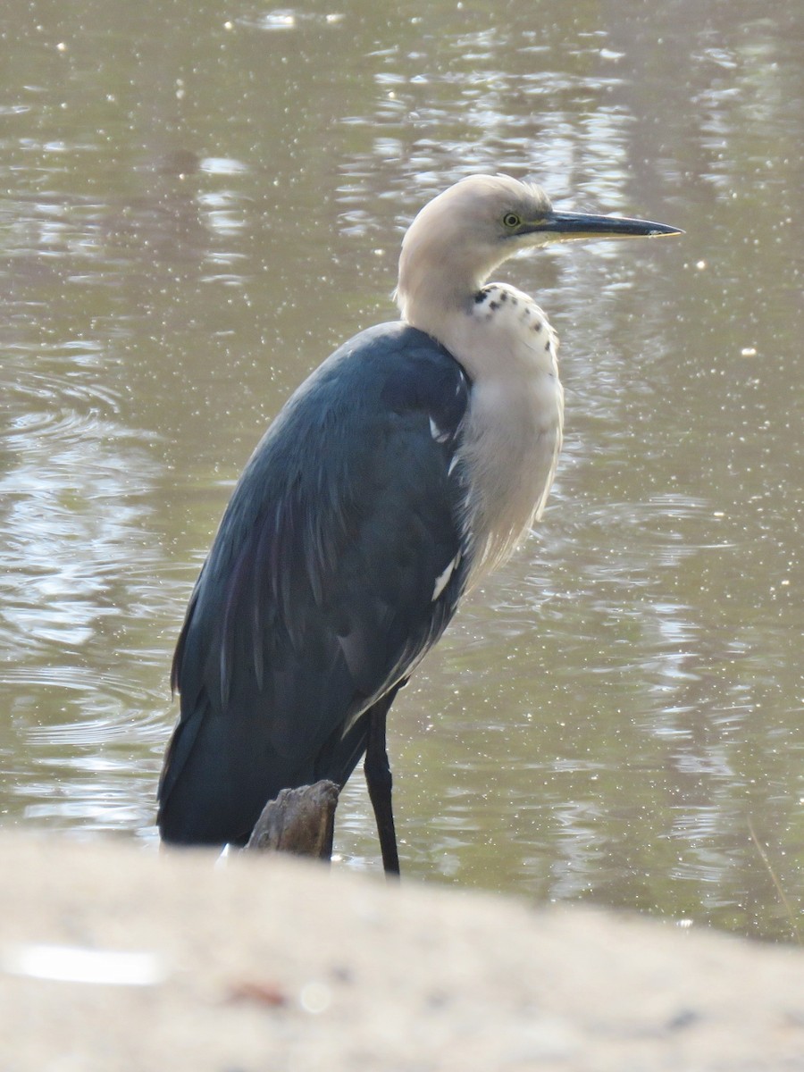 Pacific Heron - ML300335061