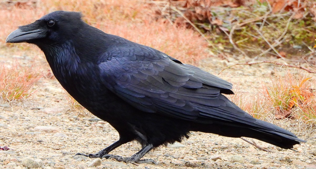 Common Raven - ML300335221