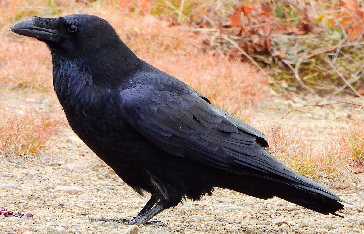 Common Raven - ML300335291