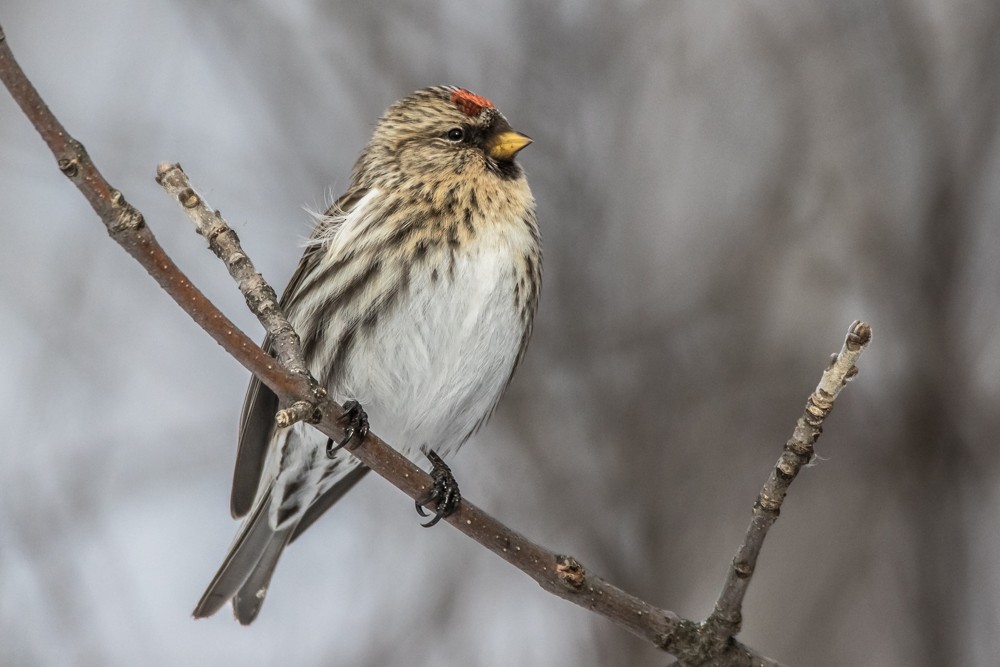 Common Redpoll - Jean-Guy Papineau