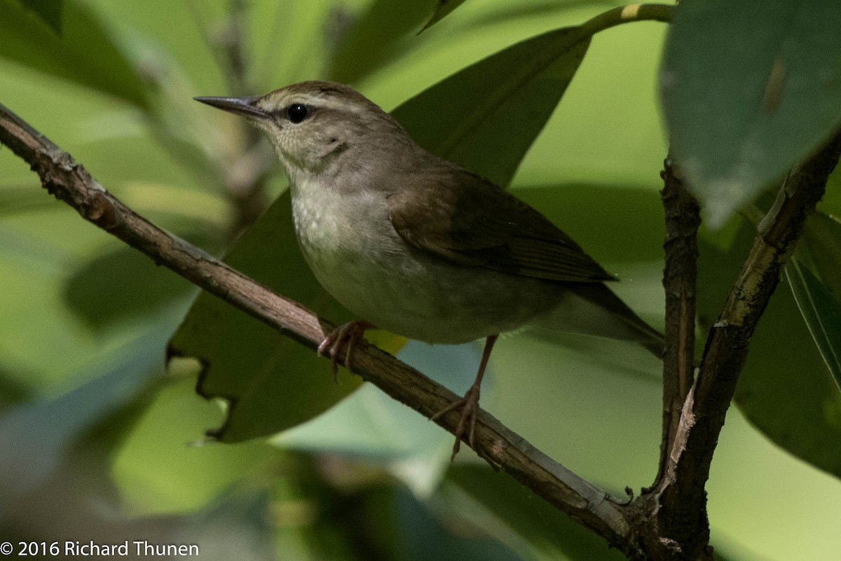 Swainson's Warbler - ML300339021