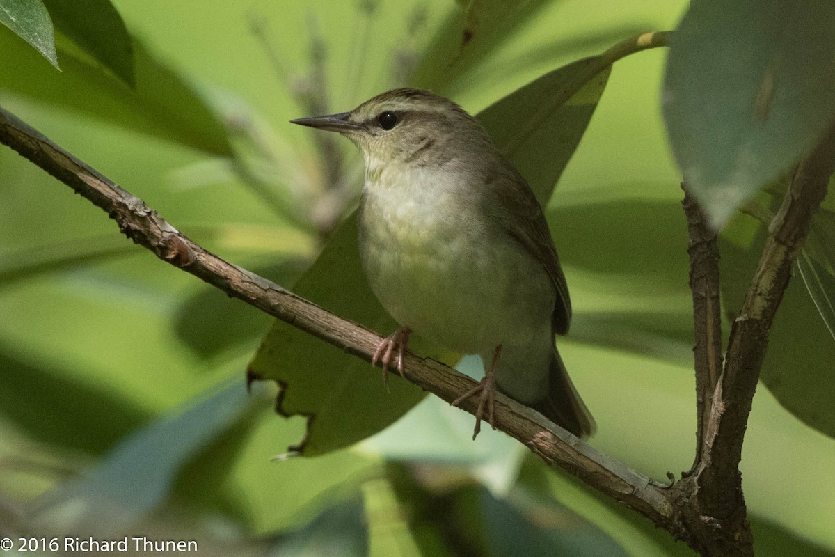 Swainson's Warbler - ML300339041