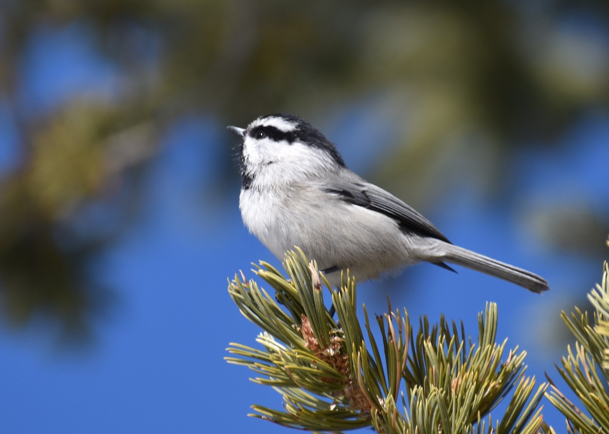 Mountain Chickadee - ML300339051