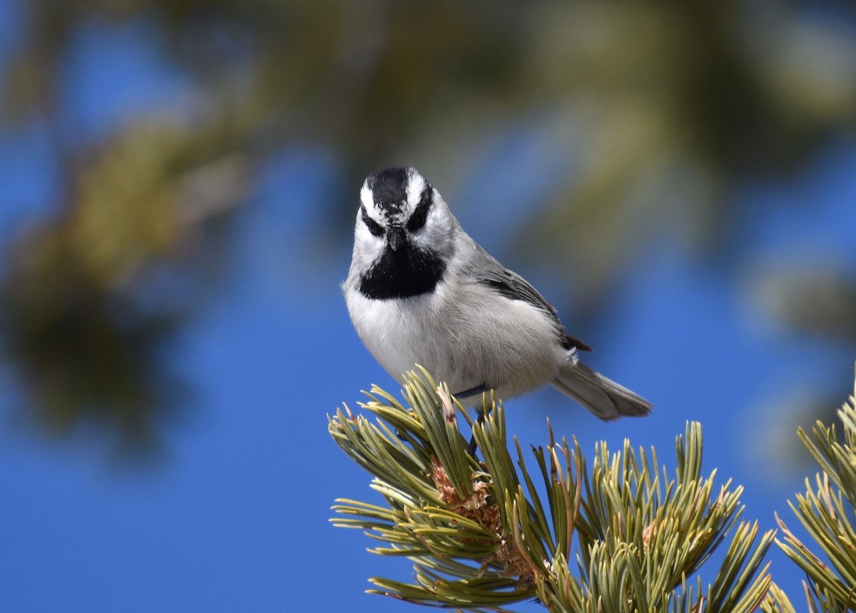 Mountain Chickadee - ML300339231