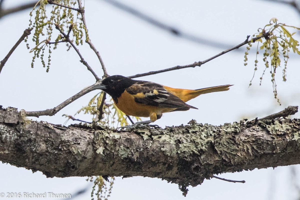 Baltimore Oriole - ML300339941