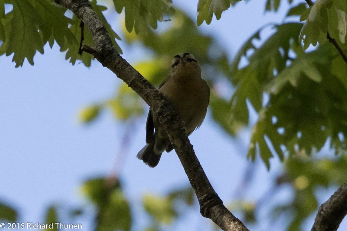 Worm-eating Warbler - ML300340921