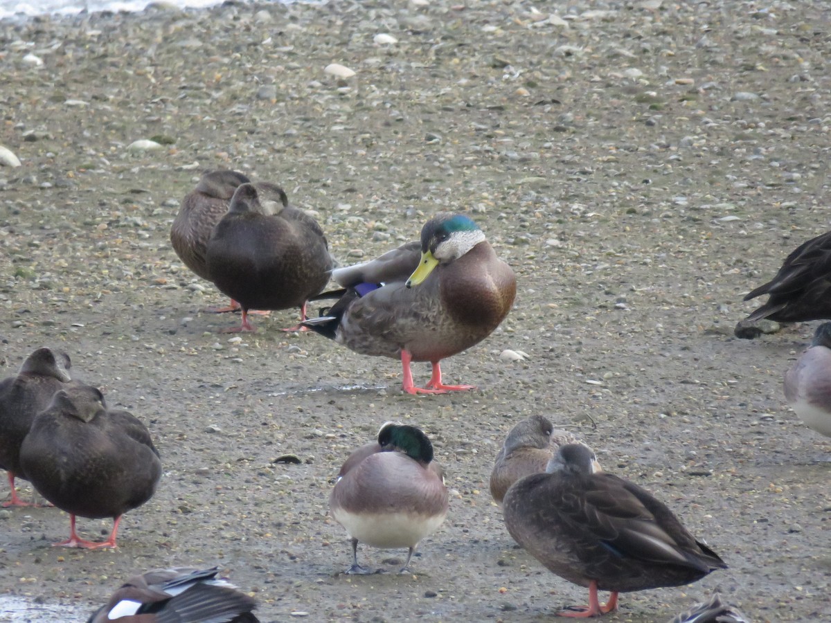 Mallard x American Black Duck (hybrid) - ML300344121