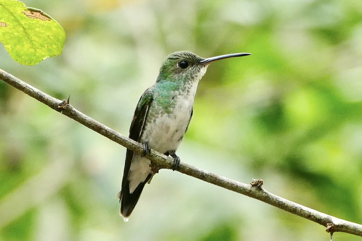 Mangrove Hummingbird - ML300345221