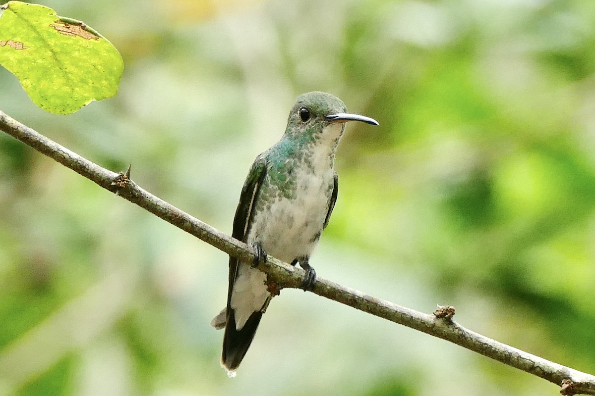 Mangrove Hummingbird - ML300345231