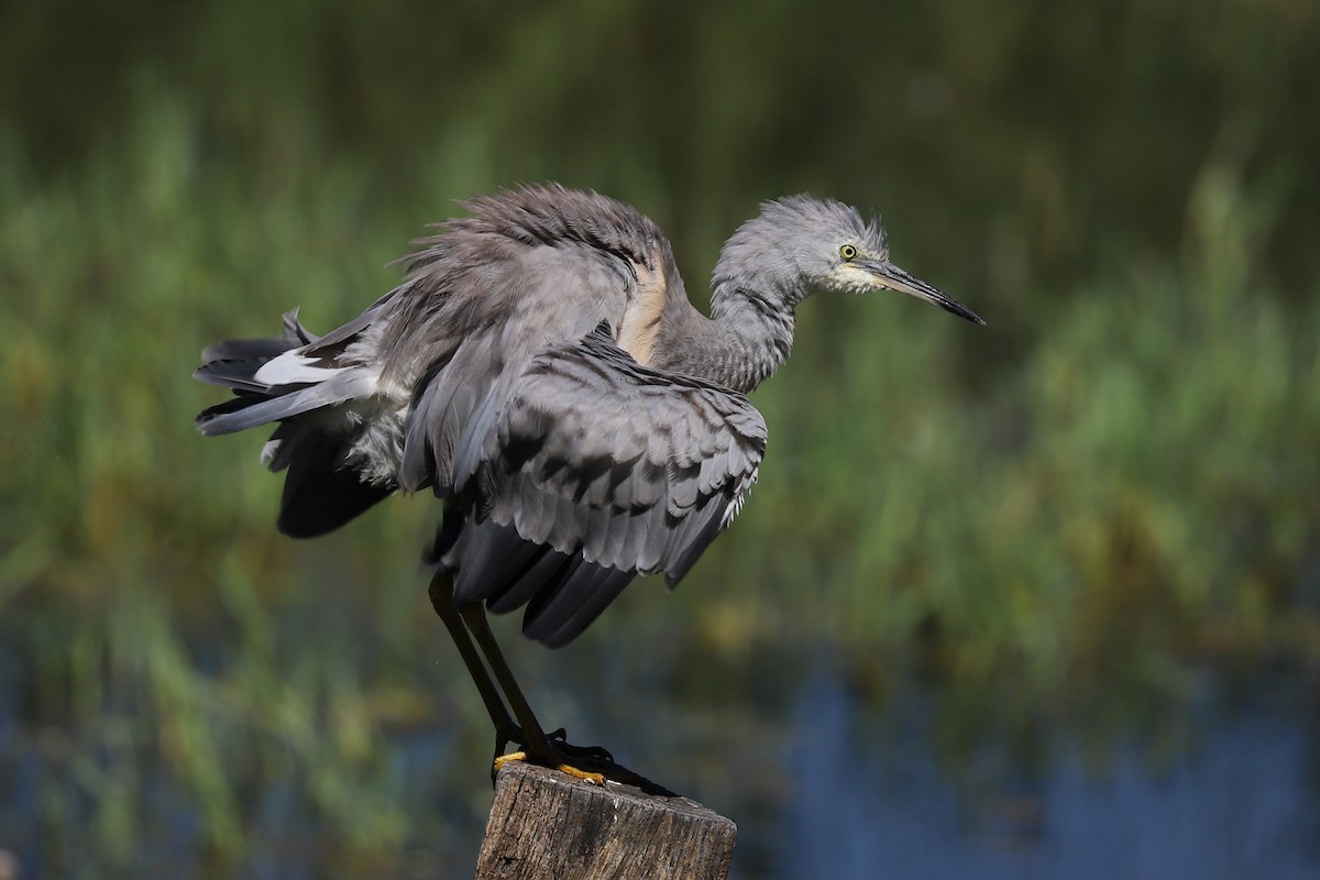 White-faced Heron - ML300347851