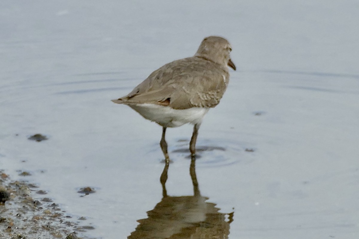 Spotted Sandpiper - Peter Kaestner