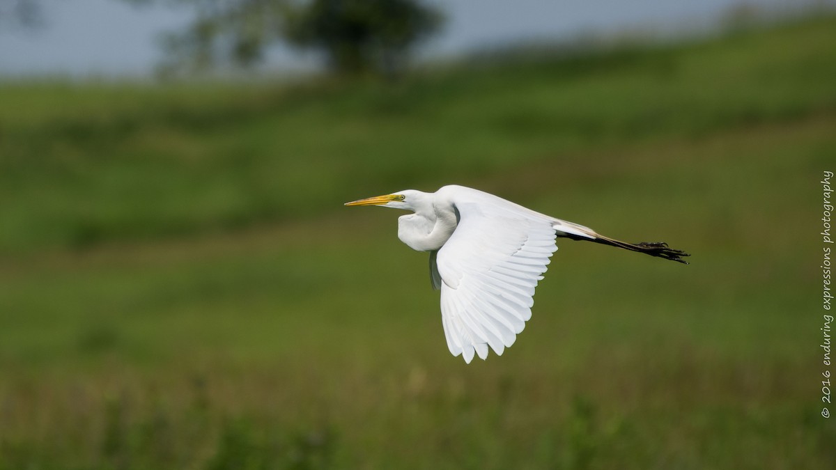 Great Egret - Charlie Shields