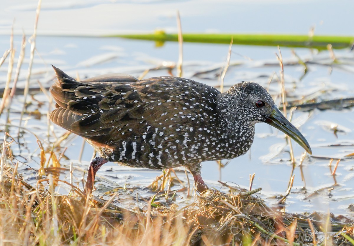 Spotted Rail - ML300349631