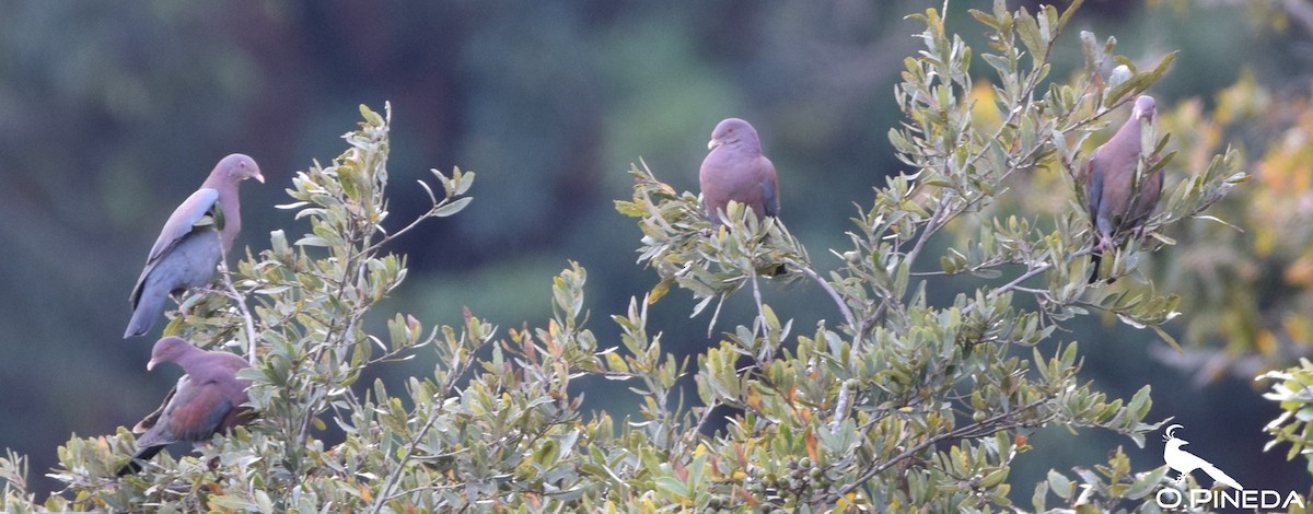 Red-billed Pigeon - ML300351371