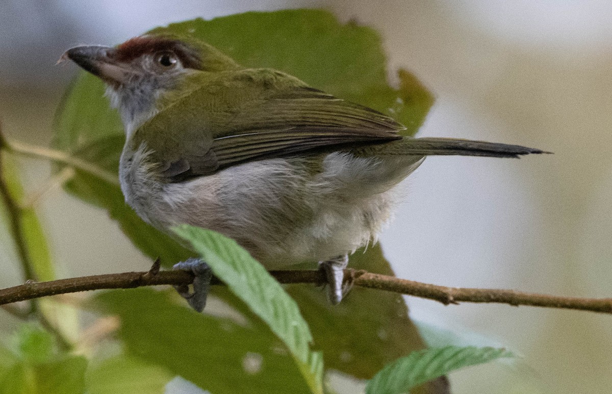 Black-billed Peppershrike - ML300351781