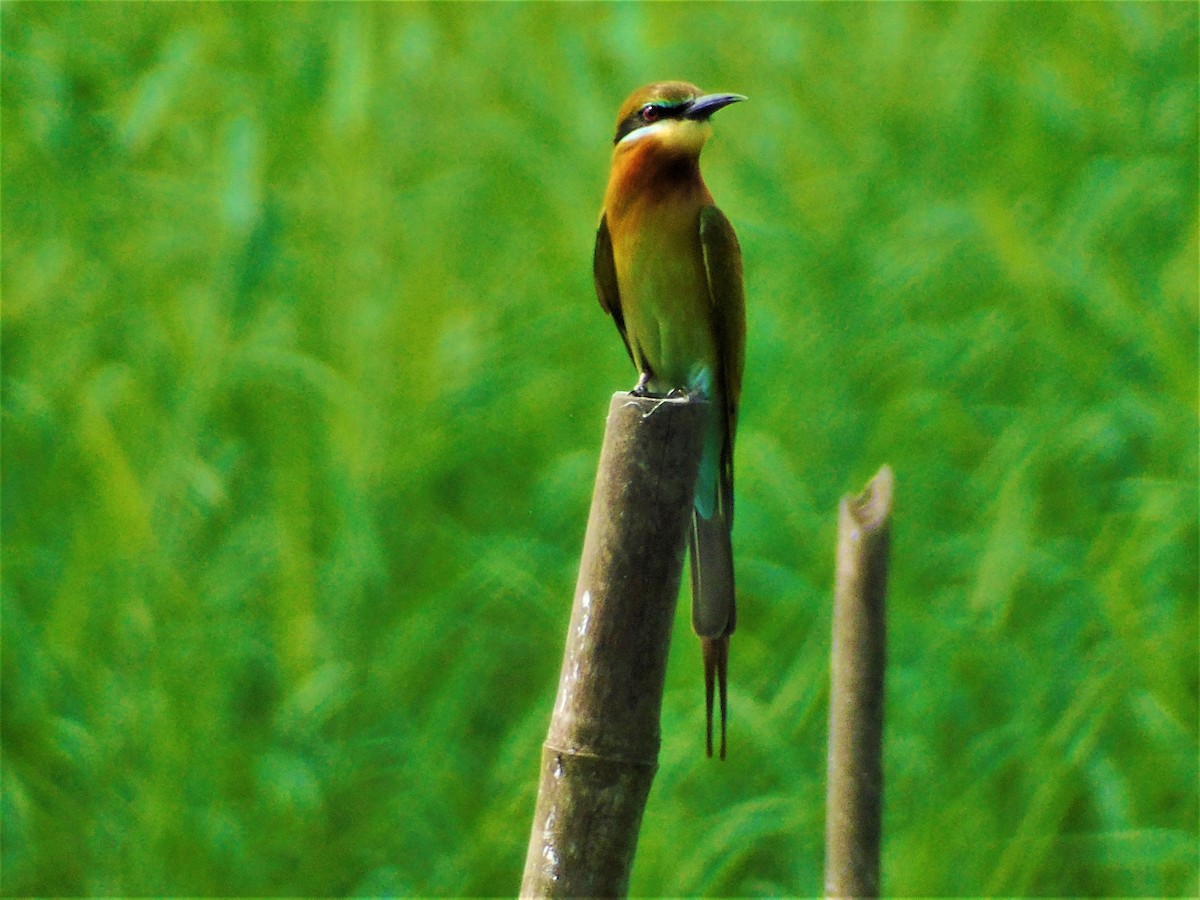 Blue-tailed Bee-eater - Napolexander Mina