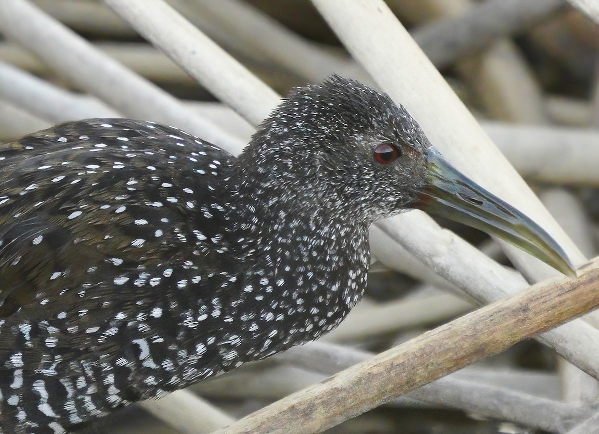 Spotted Rail - ML300353941