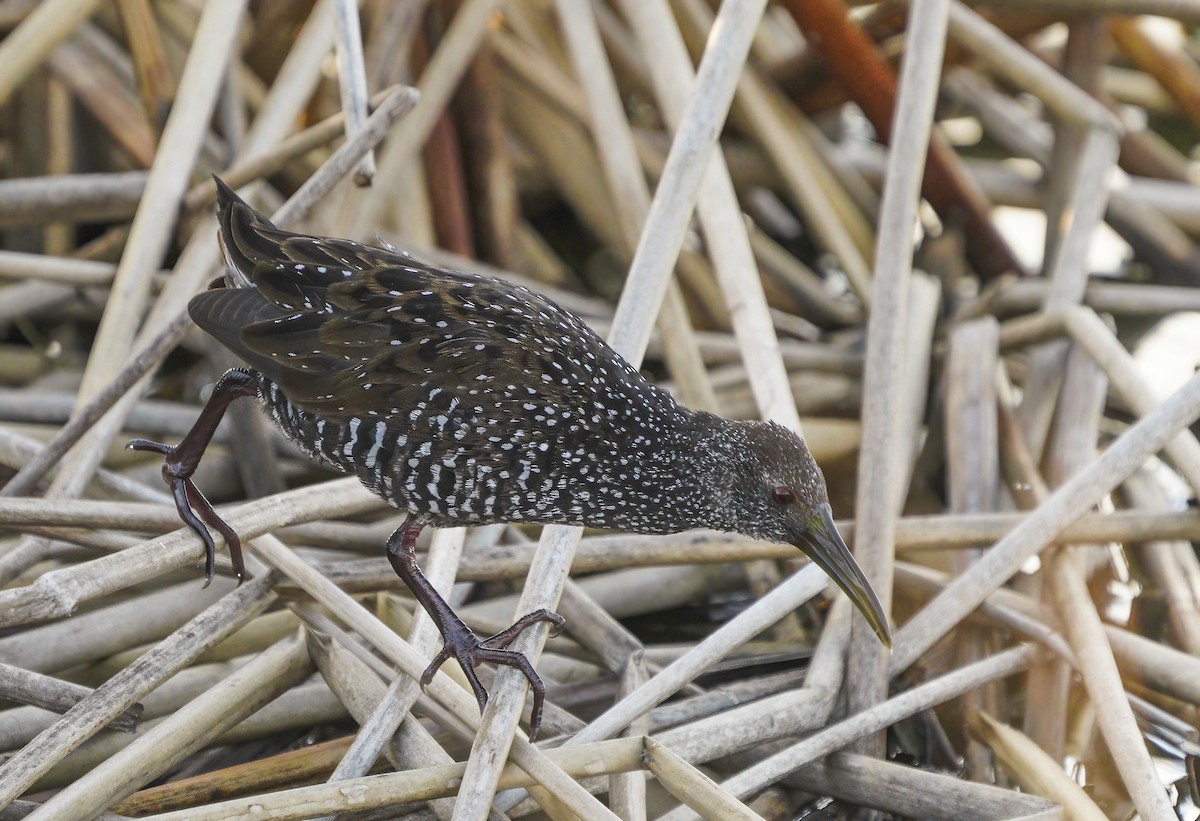 Spotted Rail - ML300353981