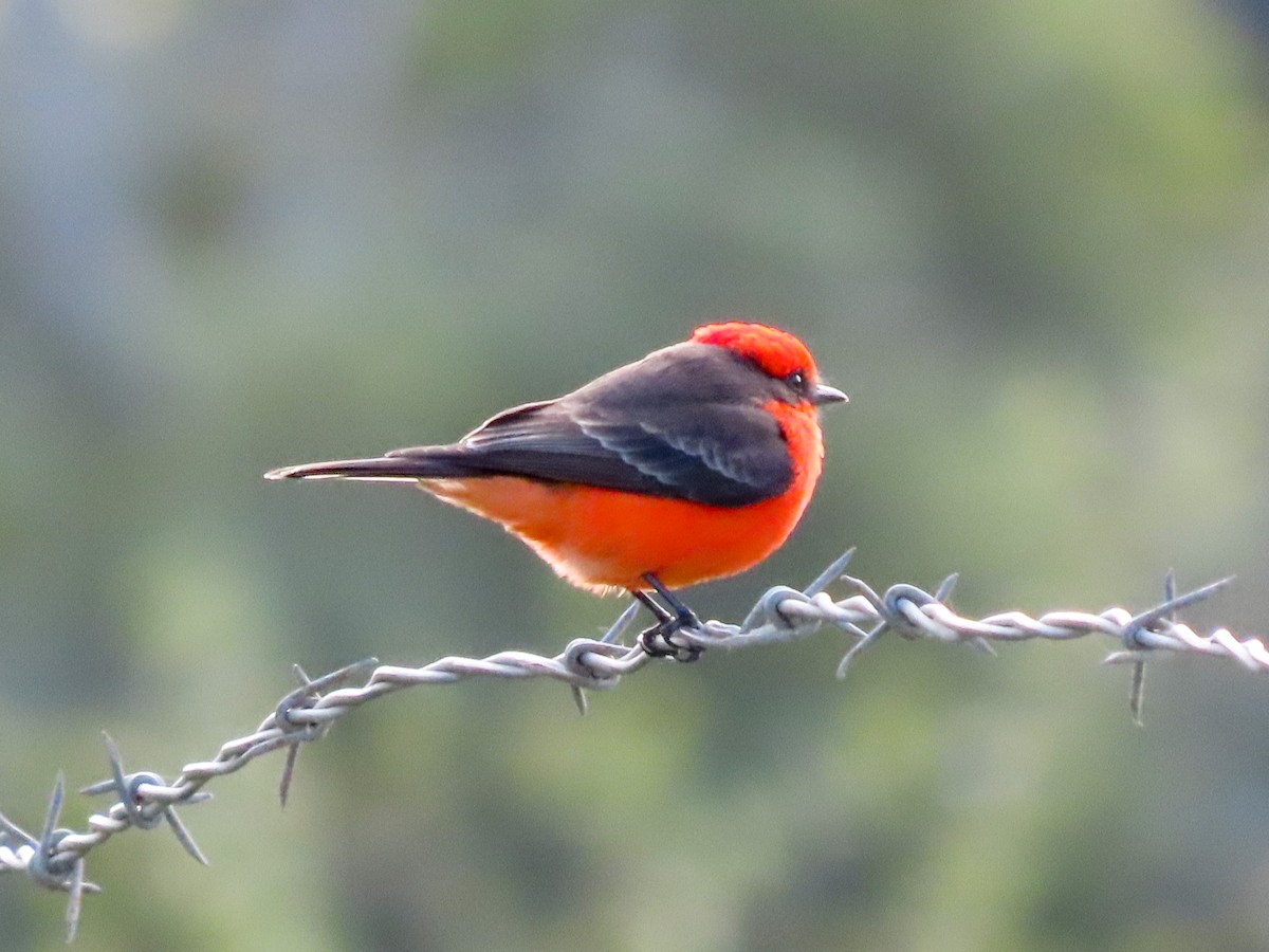 Vermilion Flycatcher - ML300354871
