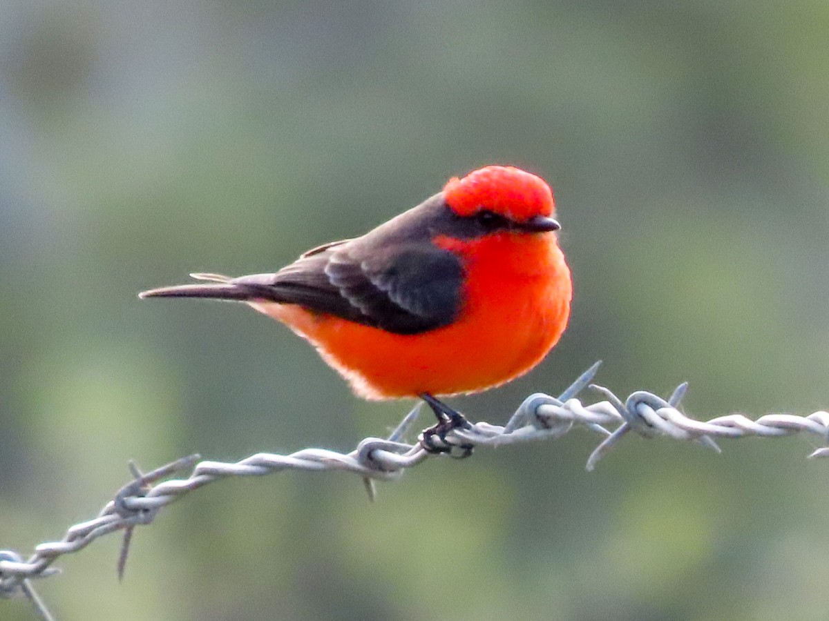 Vermilion Flycatcher - ML300354931