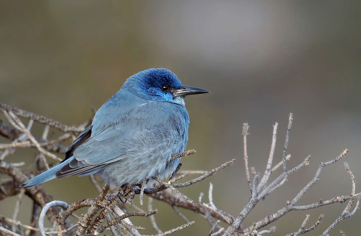 Pinyon Jay - ML300355041