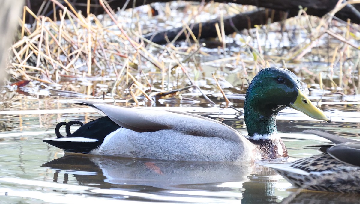 Mallard - ML300355261