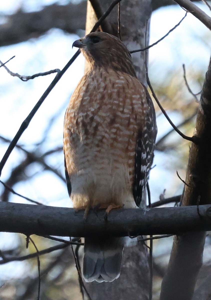 Red-shouldered Hawk - ML300355351