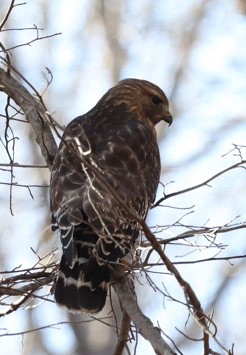 Red-shouldered Hawk - ML300355361