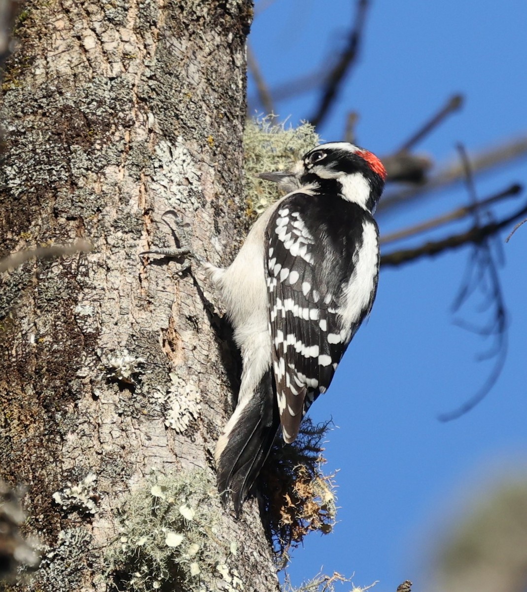 Downy/Hairy Woodpecker - ML300355421