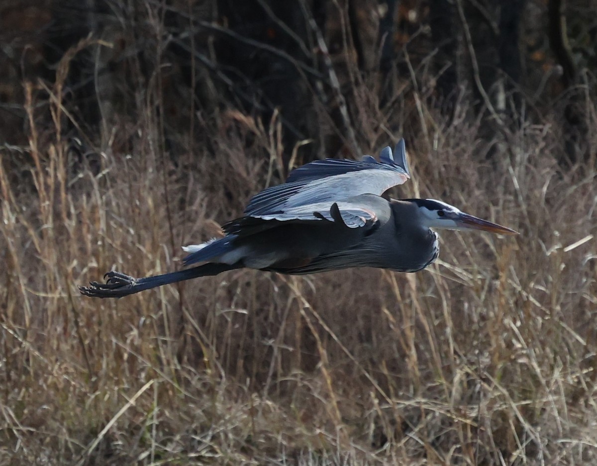 Great Blue Heron - ML300356701