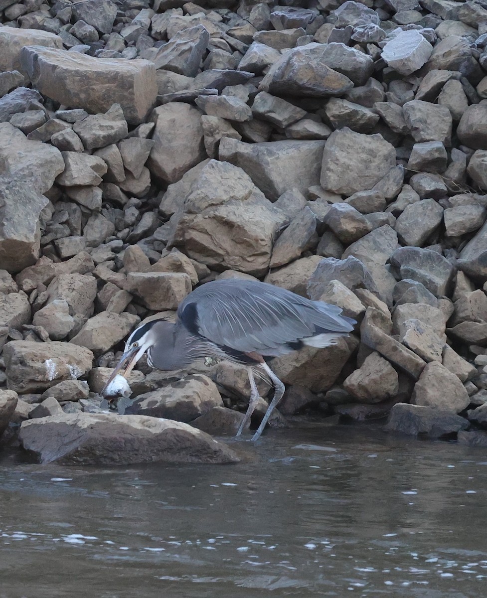 Great Blue Heron - ML300356711