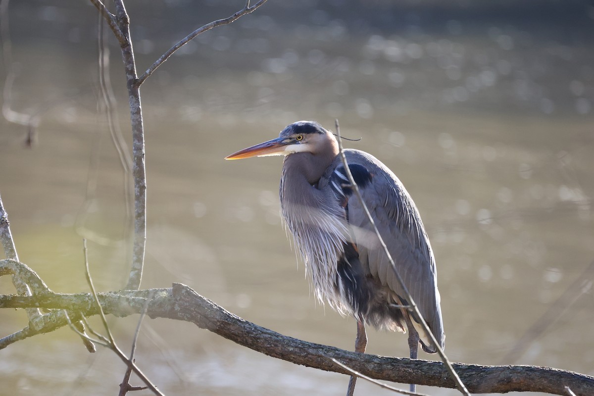 Great Blue Heron - ML300356741