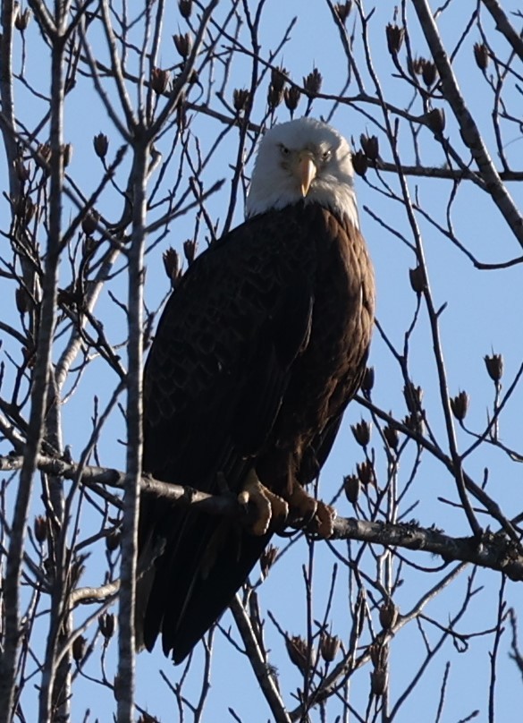 Bald Eagle - ML300357051