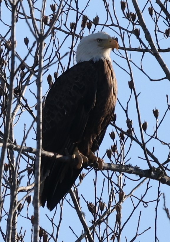 Bald Eagle - ML300357061
