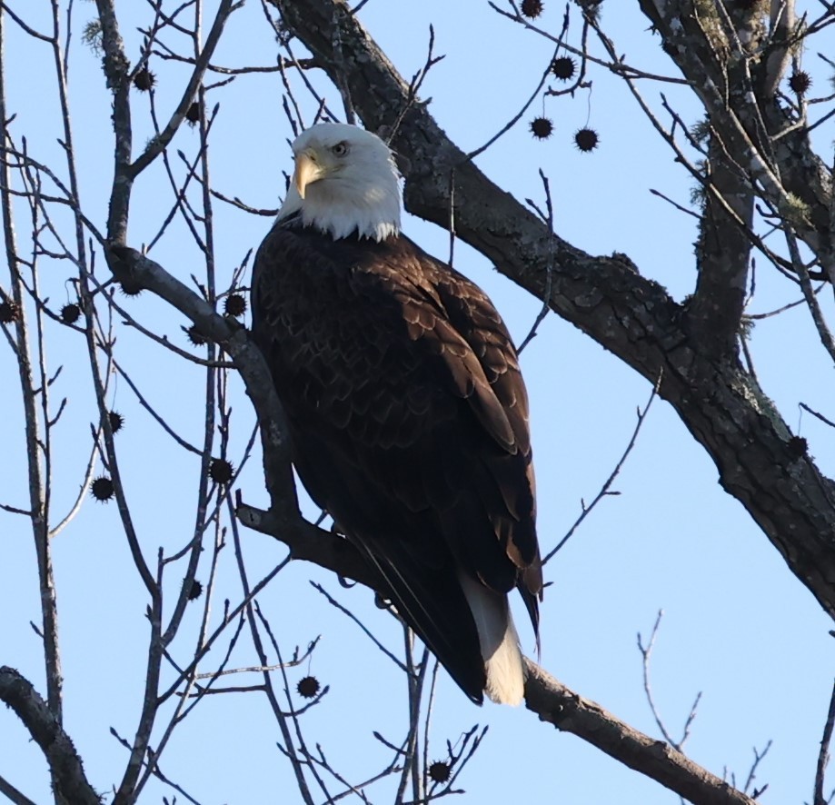 Bald Eagle - ML300357071